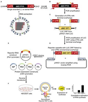 A Comprehensive Roadmap Towards the Generation of an Influenza B Reporter Assay Using a Single DNA Polymerase-Based Cloning of the Reporter RNA Construct